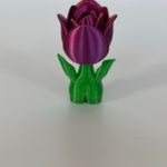 Kwiat Tulipana thumbnail 3
