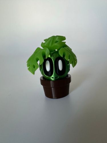 Monstera roślina mała