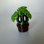 Monstera roślina mała thumbnail 1