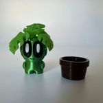 Monstera roślina mała thumbnail 2