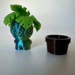 Monstera roślina mała thumbnail 3
